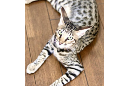 成約済の茨城県のサバンナキャット-31736